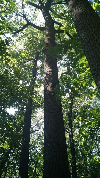 SarahKStankus's tweet photo. This week's ecology meme:
Me at the beginning of the semester vs. me now #experimentalforest #ees152 https://t.co/uKJRyZwmTU