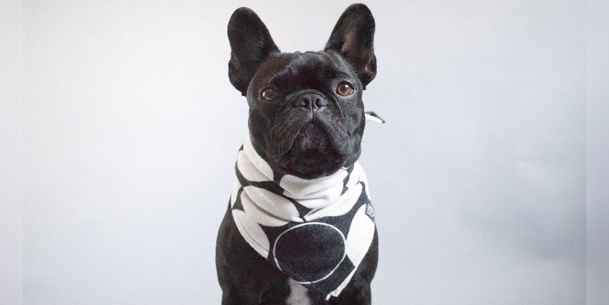 The ever beautiful Margo rocking 'The Hudson' Dog Bandana bit.ly/TheHudsonDogBa…