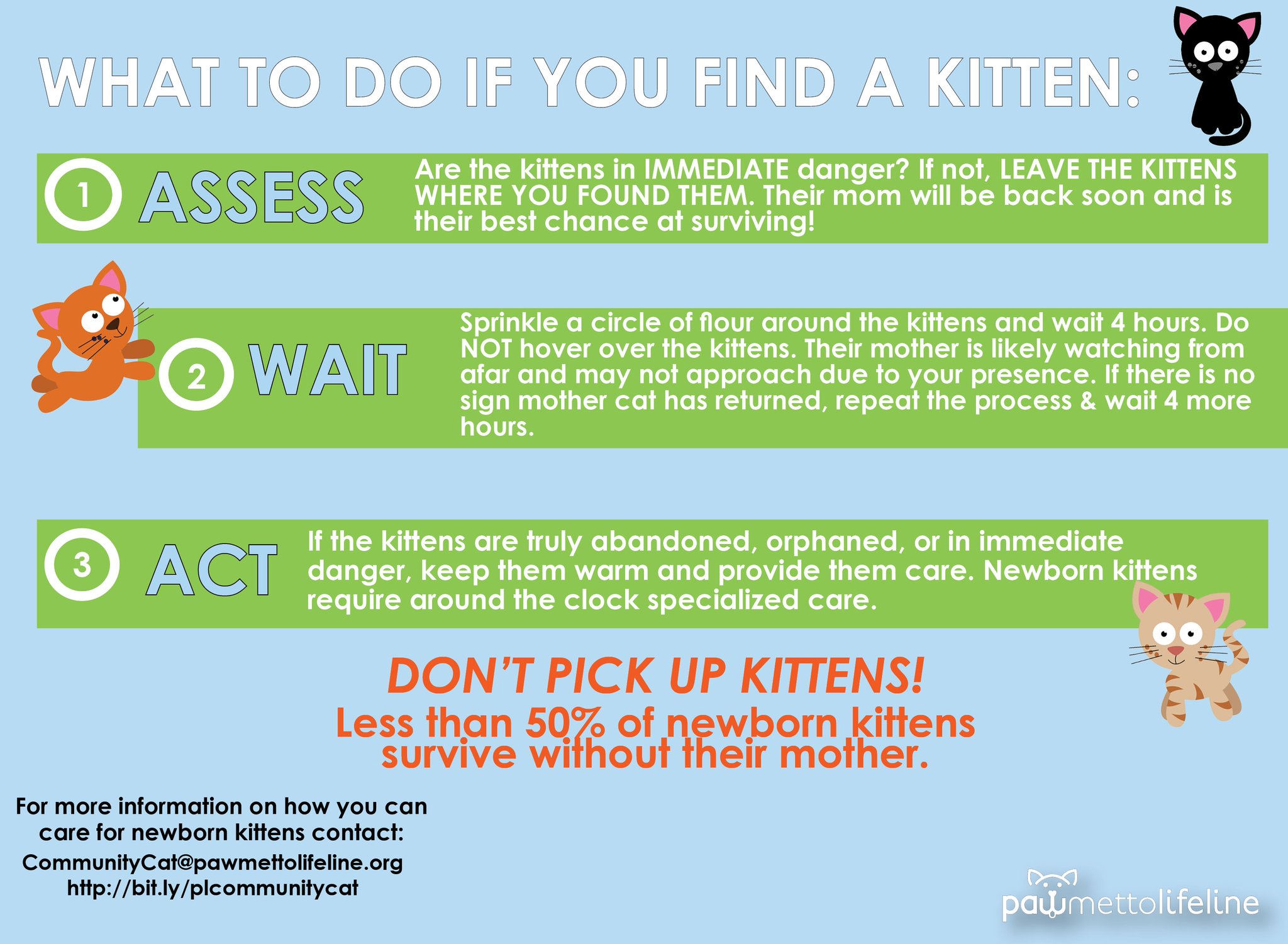 what to do if you find newborn kittens