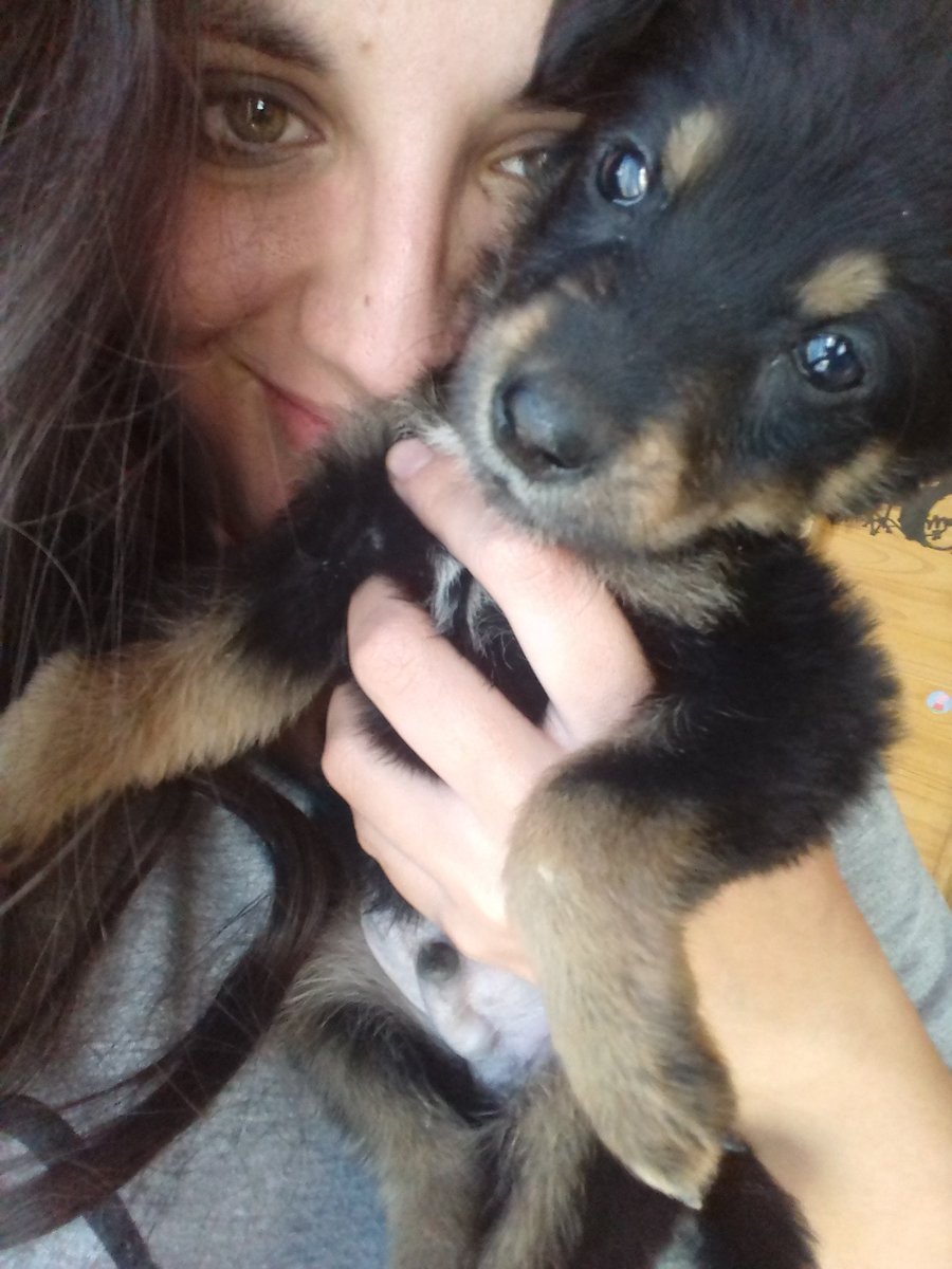 DaiAkd's tweet photo. #MegaAnimal @Mega983 El gato Merlín. Y Júpiter el perro, ambos míos 💙 https://t.co/gGJfwWrhqd