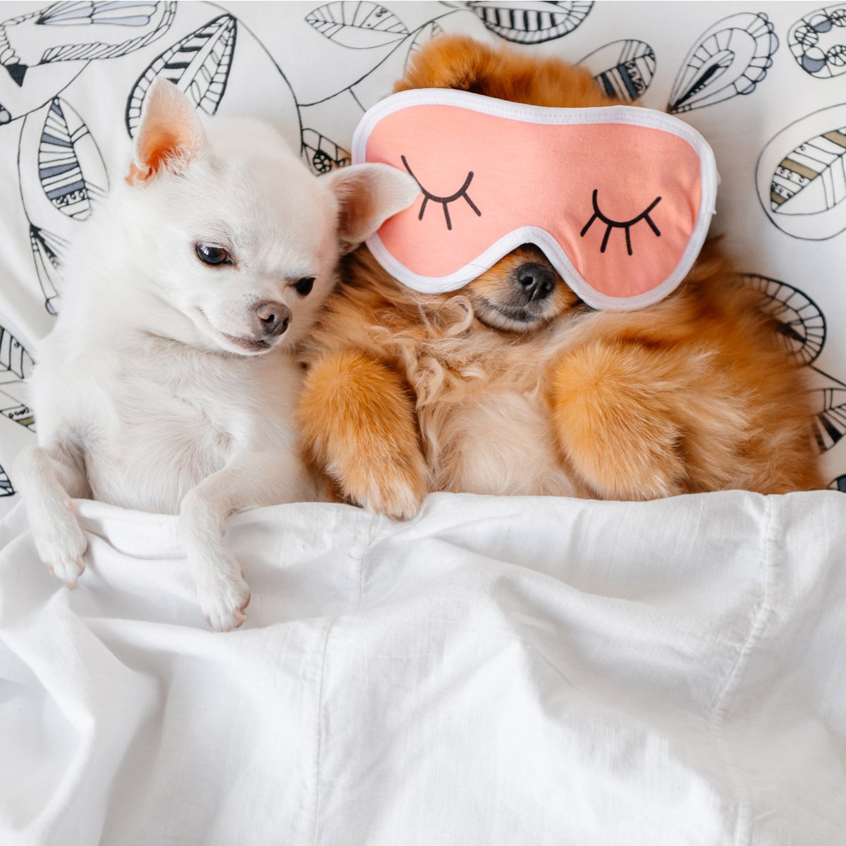 Bloombeesapp's tweet image. Today is the #WorldDayOfTheAnimals and from the Bloombees team we want to pay special tribute to our animals.