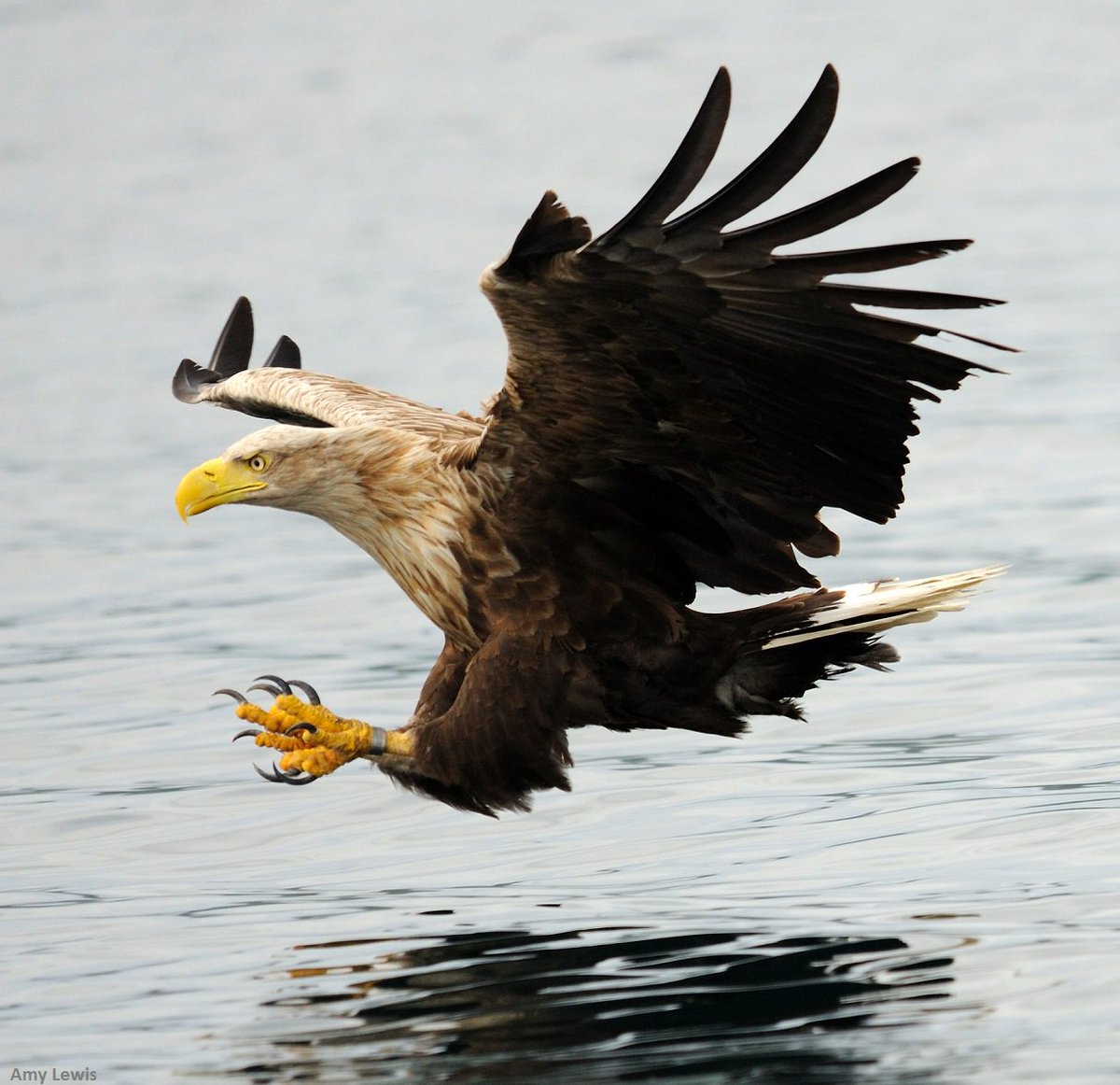 White-tailed eagle goes in for a catch! Share if you think nature is incredible 💚