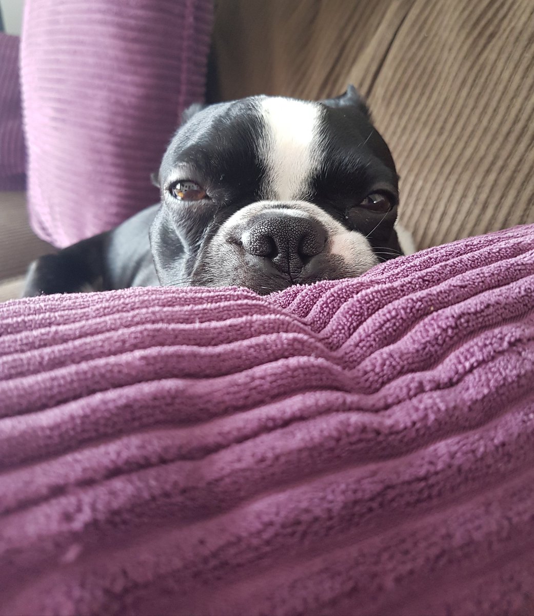 EastCoastLocksm's tweet photo. Happy #WorldAnimalDay from our sleepy pup, Echo. #NapTime #dogsoftwitter #aww #dogsofnl https://t.co/bRSzizNwVc