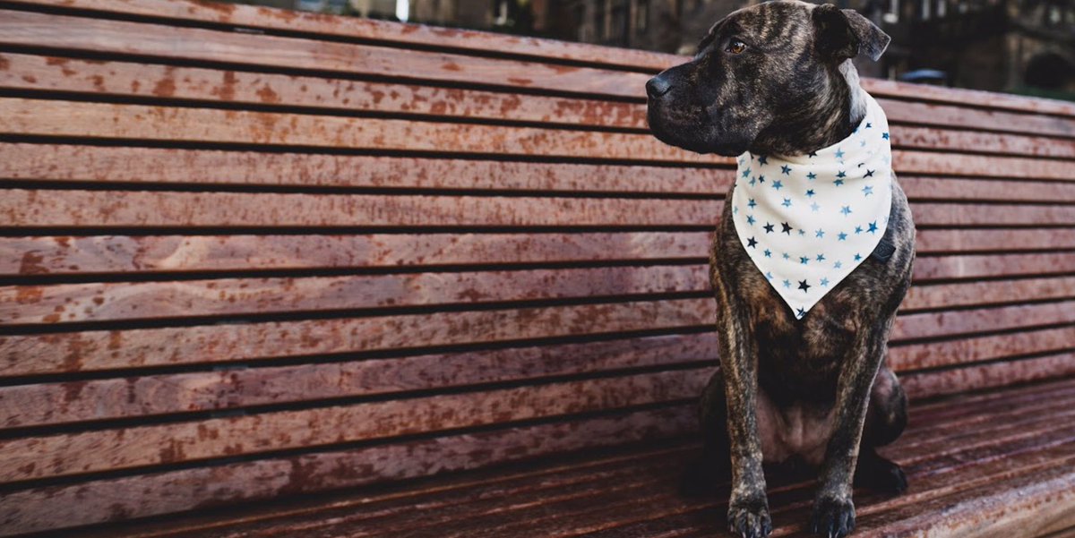 Hey All 🙋🏻‍♂️ I'm Jake from thestatelyhound.com Thought I'd join my very first #WoofWoofWednesday Nice to meet you all 👋🏻 #PsBeanSaysHi