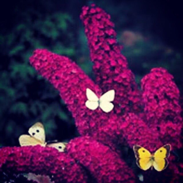 Het is #Dierendag , wat is er dan toepasselijker dan een #vlinderstruik #buddleja #onlineplantenbestellen #groeneparadijs