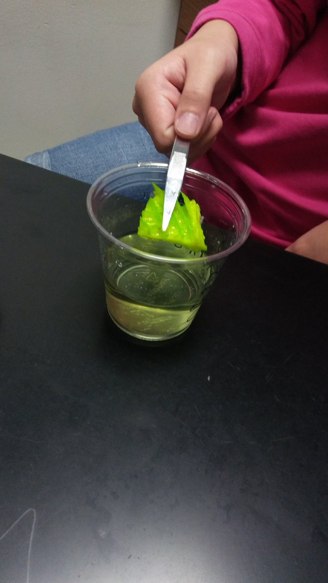 Stomach vs Soda! The cow stomach tissue absorbed most of the green color from the sports drink! #villagenorth