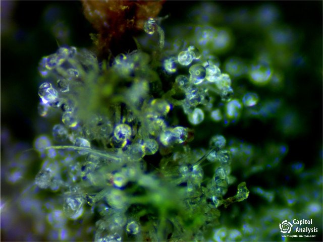 capitolanalysis's tweet photo. #greenhavenllc #mvp #atomicblueberry #superlemonog #gg4 #capitolanalysis #cannabisindustry #cannabis #marijuana #weed https://t.co/HuldDjoHYR