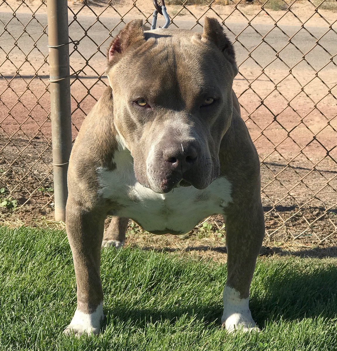 XXXCLUSIVEBULLY's tweet photo. THE RHINOCEROS
Instagram @regulatebullyz
#regulatebloodline
#xlamericanbullyz https://t.co/LtwAlE4OJE