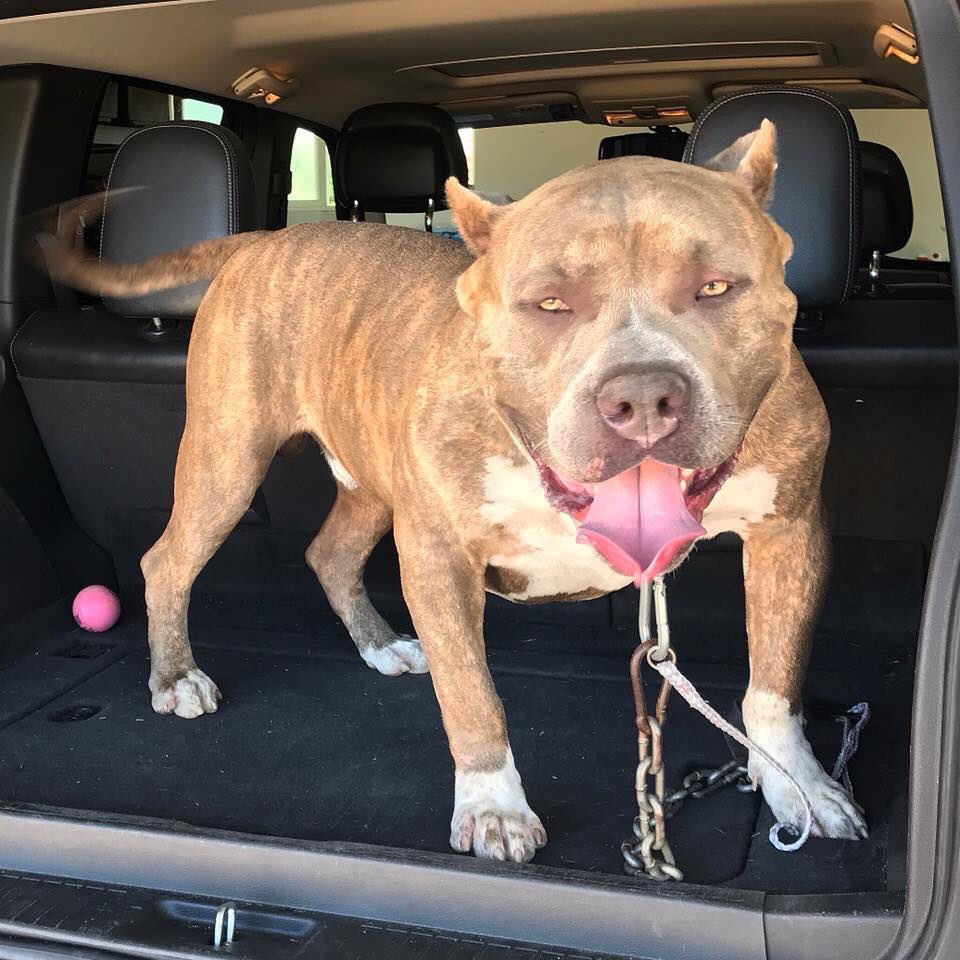XXXCLUSIVEBULLY's tweet photo. NO WORDS NEEDED π¦
#RHINOCEROS
Instagram @regulatebullyz
#regulatebloodline
#xlamericanbullyz https://t.co/Ig8Ybv2Ipj