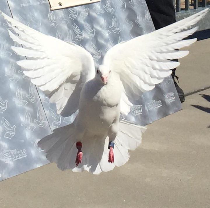 FoJFoundation's tweet photo. 5th #FOJAngelWalk to honor FOJ kids & all who earned wings to pediatric cancer! Thanks to all who participated! https://t.co/f11HogbQrl https://t.co/XrovUPhcg3