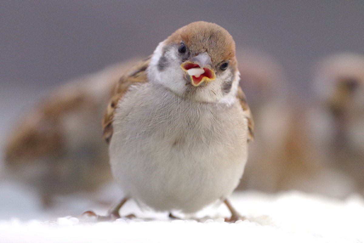 Biggate4444 V Twitter まるいまるい言うなー スズメ すずめ 雀 スズメ観測 ちゅん活 鳥 野鳥 ふぉと 写真撮ってる人と繋がりたい 写真好きな人と繋がりたい 写真撮ってる人と繋がりたい ファインダー越しの私の世界 鳥の魅力を伝えたい 写真