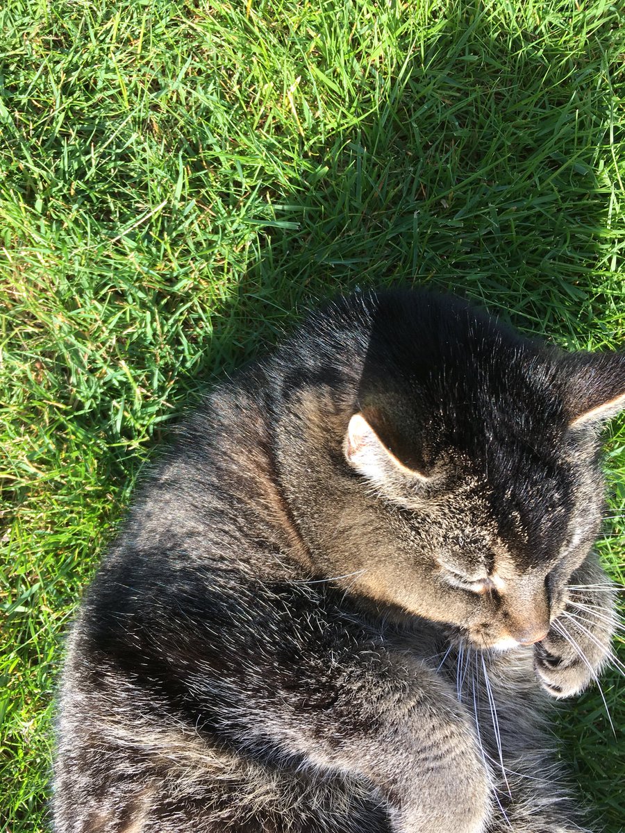versmessenhelen's tweet photo. Mia ❤️ #Werelddierendag https://t.co/UbtvOn3vc0