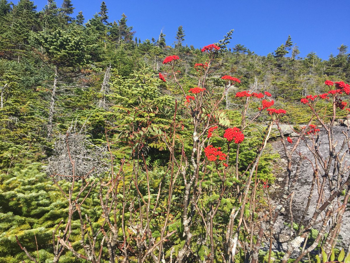 4DaysofRain's tweet photo. #AppalachianTrail in Maine is on a mission to shred my knees. Sure is pretty tho.Way behind schedule due to cozy Zero days in #Stratton. https://t.co/urzHBAbMGz