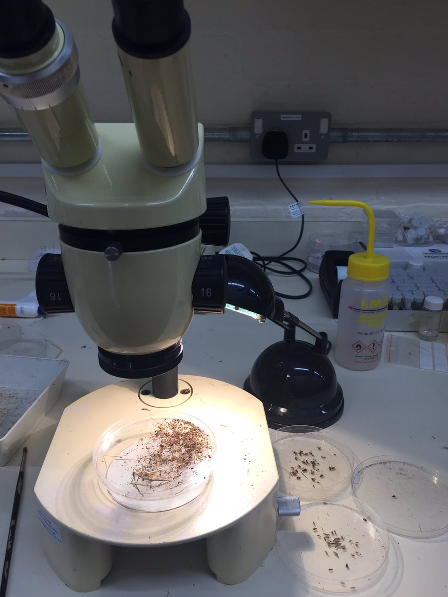 Busy week <a href="/Museum_Cardiff/">Amgueddfa Caerdydd</a> sorting through samples from <a href="/GwentWildlife/">Gwent Wildlife Trust</a> Pentwyn Farm meadows #hoppers #researchproject