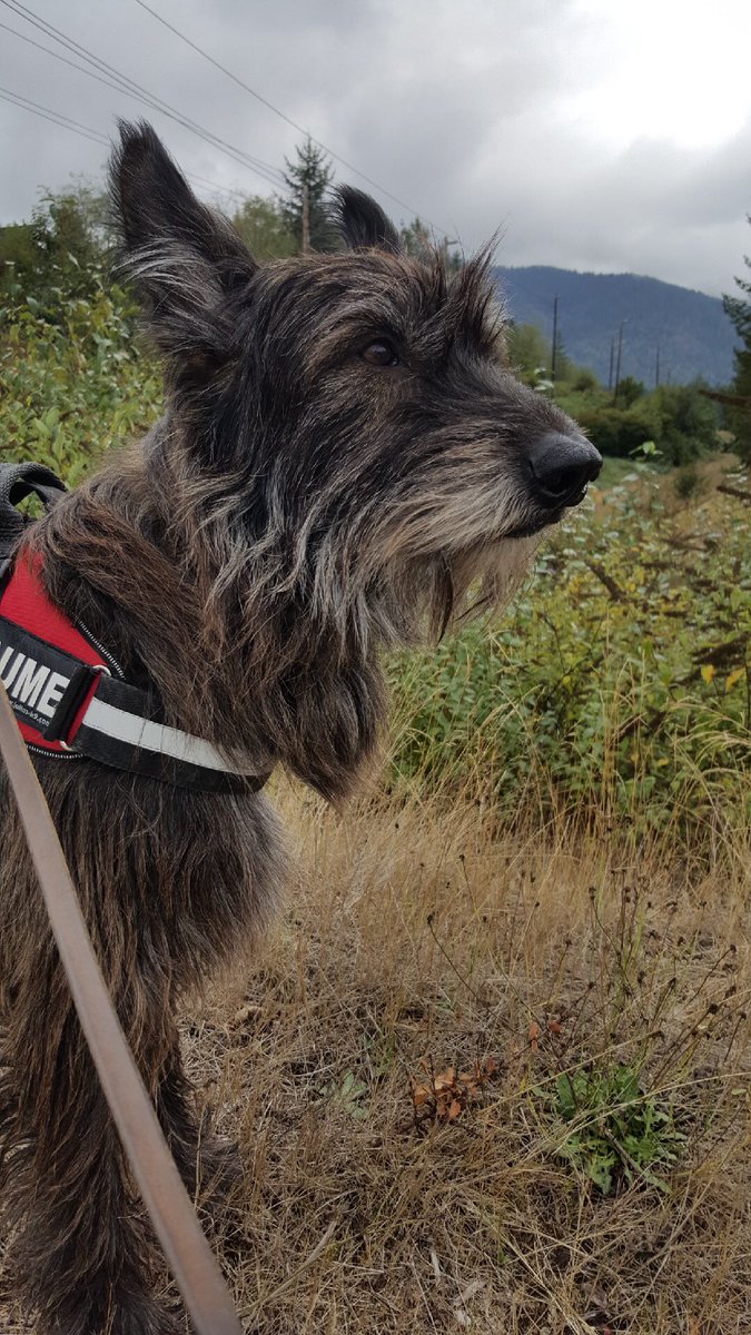 SniffSeattle's tweet photo. Fun adventures with Gui and Natalie. #BergerPicard #PicardyShepherd. We hope you’ll support us in the BOWW contest: https://t.co/ir5fm0ey4l https://t.co/itFUhYhjYb