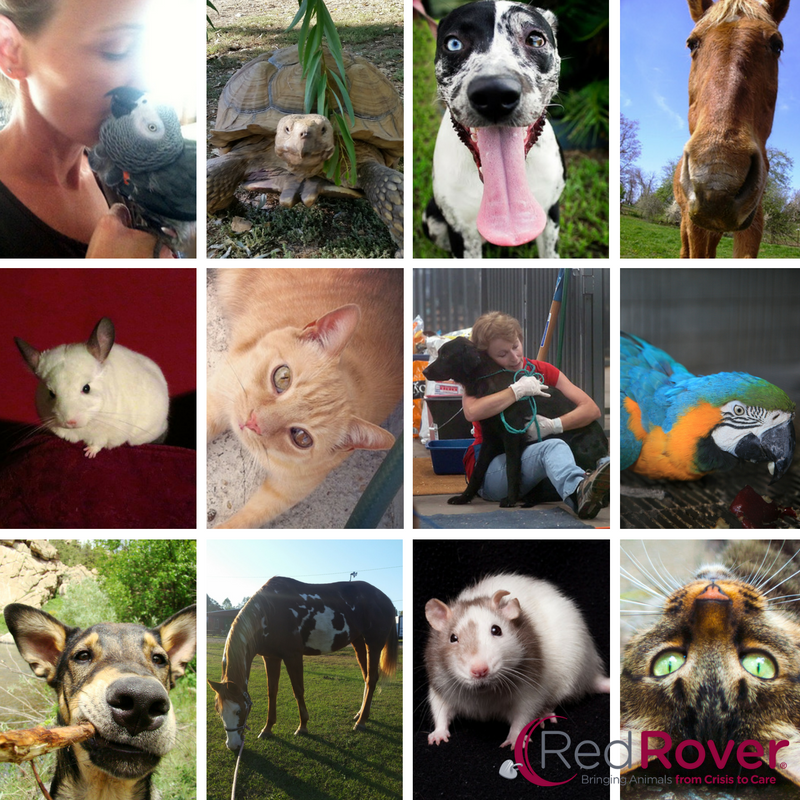 RedRoverOrg's tweet photo. Happy #WorldAnimalDay! How are you putting your best #pawsforward for #animals today? https://t.co/6c5HSItxbC