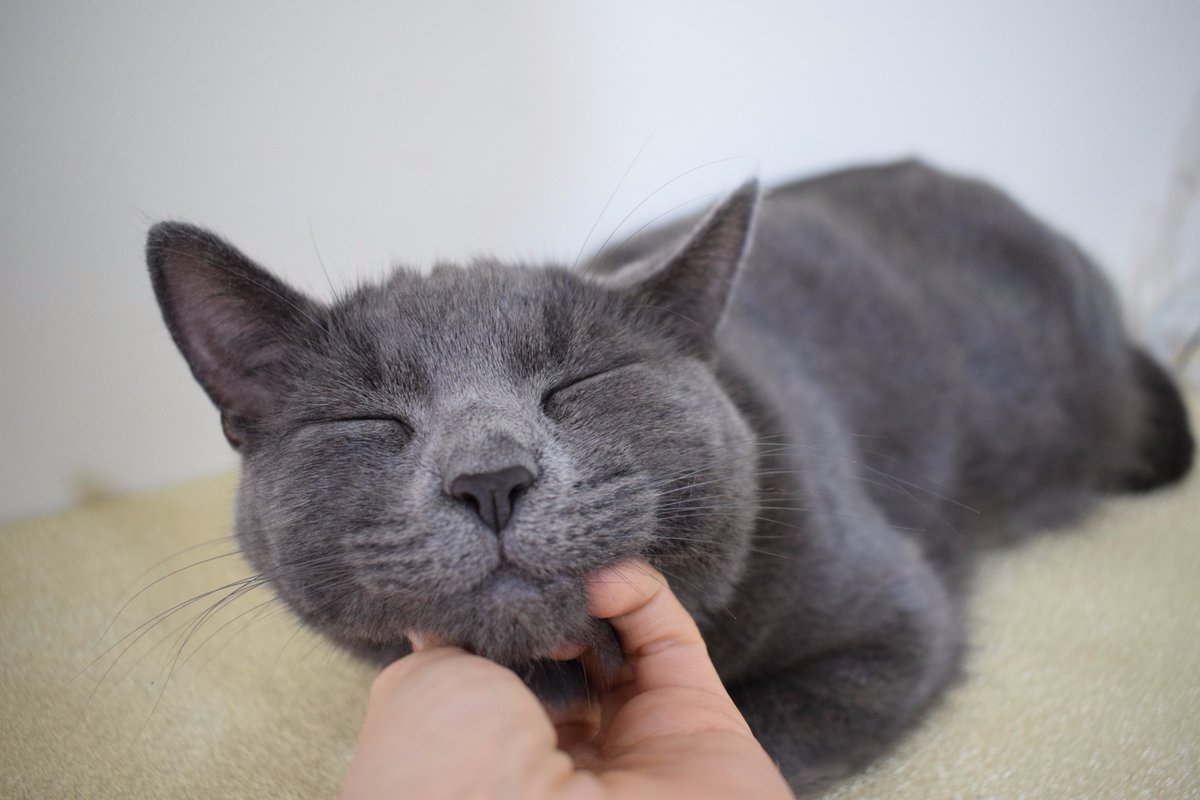PafGreyCat's tweet photo. I just want to cuddle and forget all my problems🐾 #cat #cuddle #cute #cutecat #friends #relax #Chillout https://t.co/iXafNdf20F