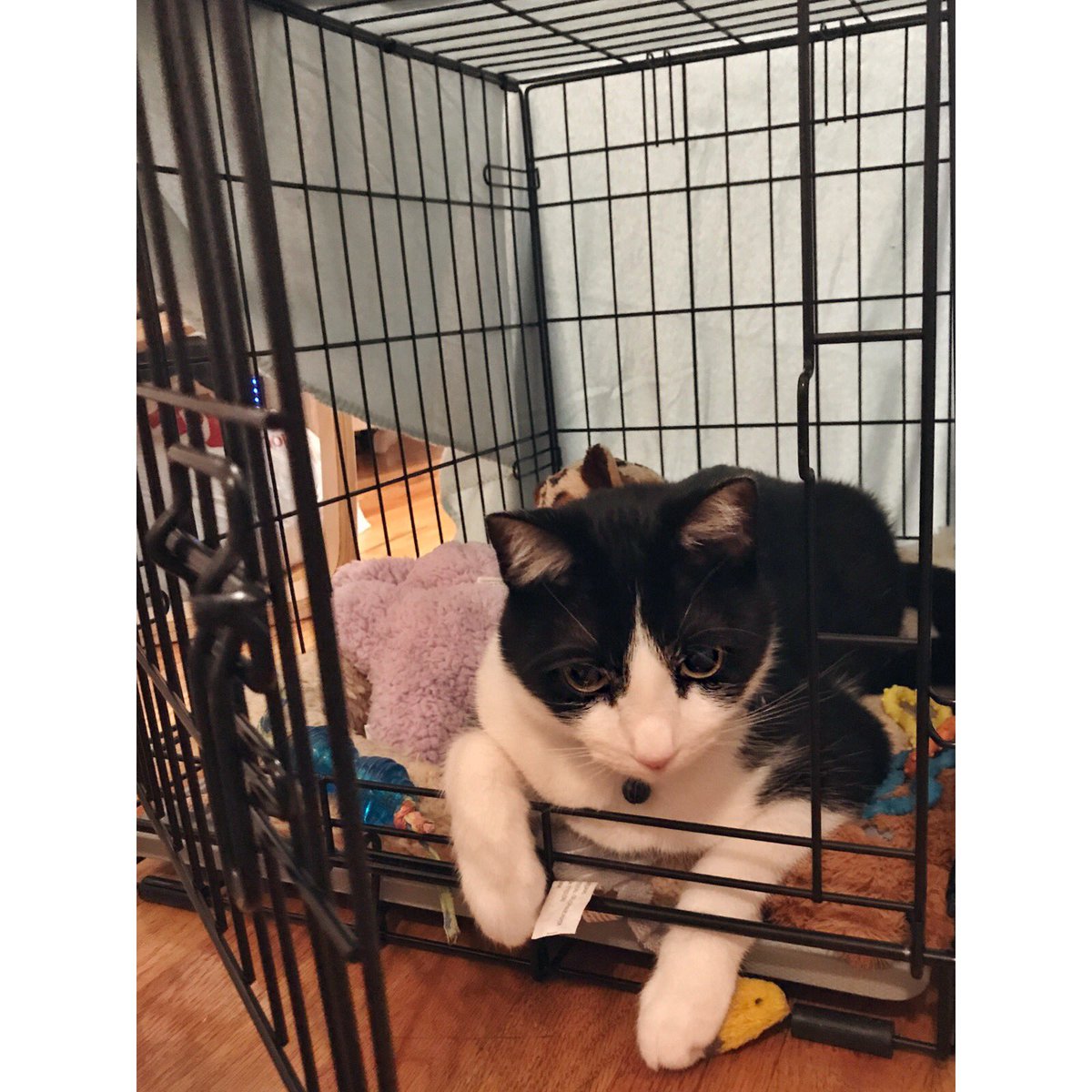 SinRostroMaster's tweet photo. I conquered the crate... I must let Balú it is mine, and i can lend it to him, but he can’t have it😼🙀 this is my house❤️😽 #MyHouse #king https://t.co/pO6qdGEQFW