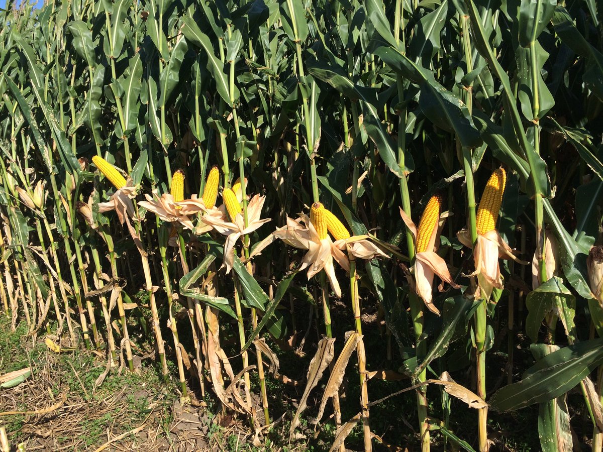 seedgreg's tweet image. #PlacedToPerform 207 Bonna Terra farm #channelseed