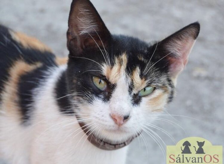 TierischHappy's tweet photo. Leia looks a little angry but is a real sweetheart ❤️ she needs a #foreverhome soon 🏡 #WhiskersWednesday #Welttierschutztag #WorldAnimalDay https://t.co/lHYJOlTFC3