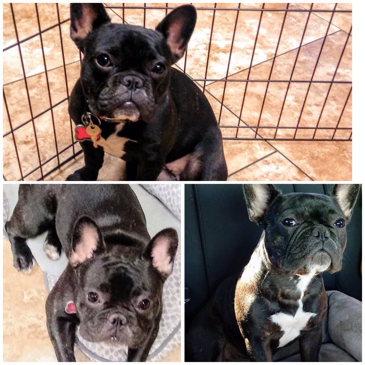 BrittanyEdney's tweet photo. Dog missing after #stripshooting plz share & help find! *Roulette: 20lb Female French Bulldog, 1 yr old, black w/ white on chest. https://t.co/vJ7NTtbbZZ