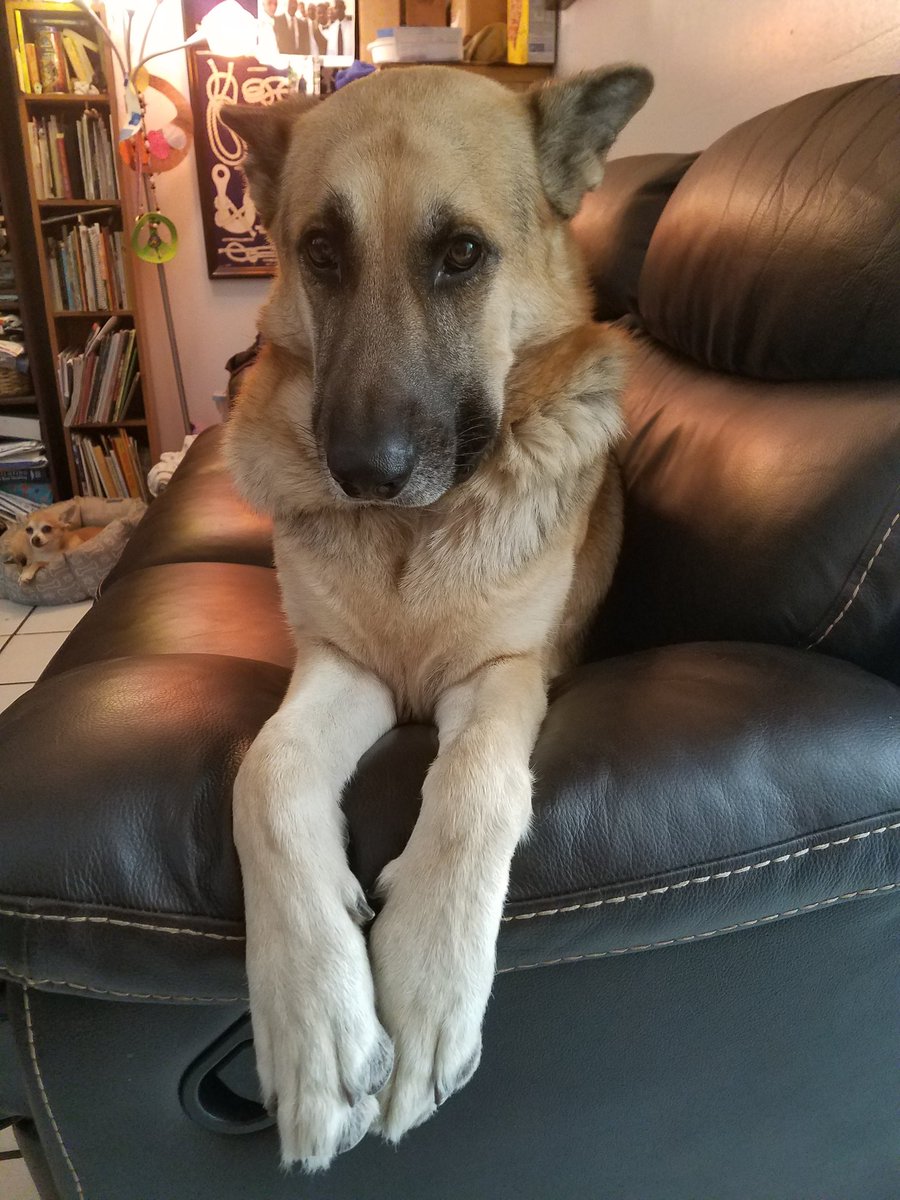 BurrafatoCf's tweet photo. #PRAYINGFORPEOPLE
#fixcruelty https://t.co/K2PNEFeMYb