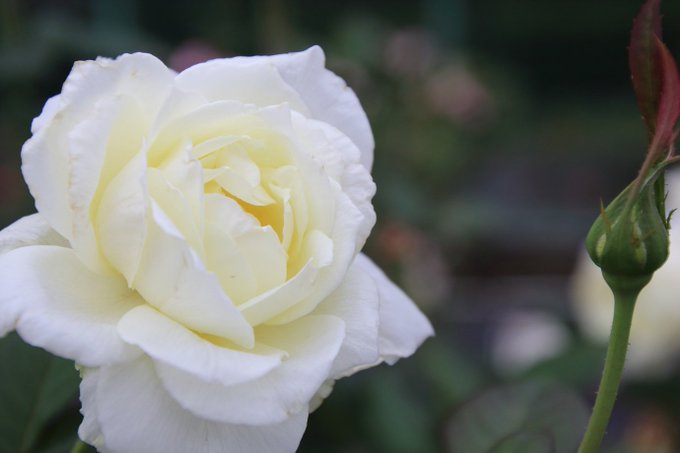 Twitter発 美しさと意味に思わずハッとなる 花言葉 たち Matomehub まとめハブ