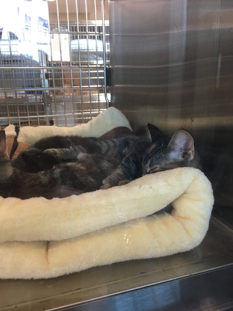 NdpGirlsBball's tweet image. The blankets NDP girls basketball made for Make It Matter were delivered to the Animal Shelter today! @NDPMA