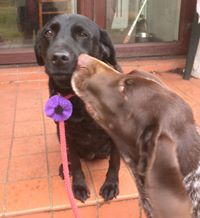 MA_PurplePoppy's tweet image. I want one too!  #purplepoppycampaign #murphysarmy #remembertheanimalstoo bit.ly/BuyPoppyHere