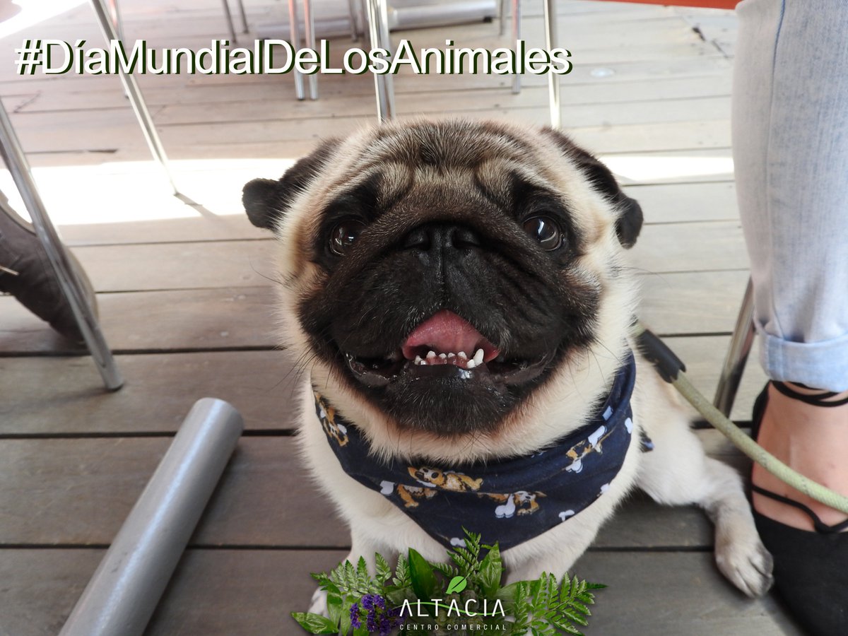 Altaciamx's tweet photo. ¡Hoy celebramos el día de tu fiel compañero! #DiaMundialdelosAnimales 🐶🐕 #PetFriendlyAltacia #SoloEnAltacia https://t.co/3vlHaNqVp7