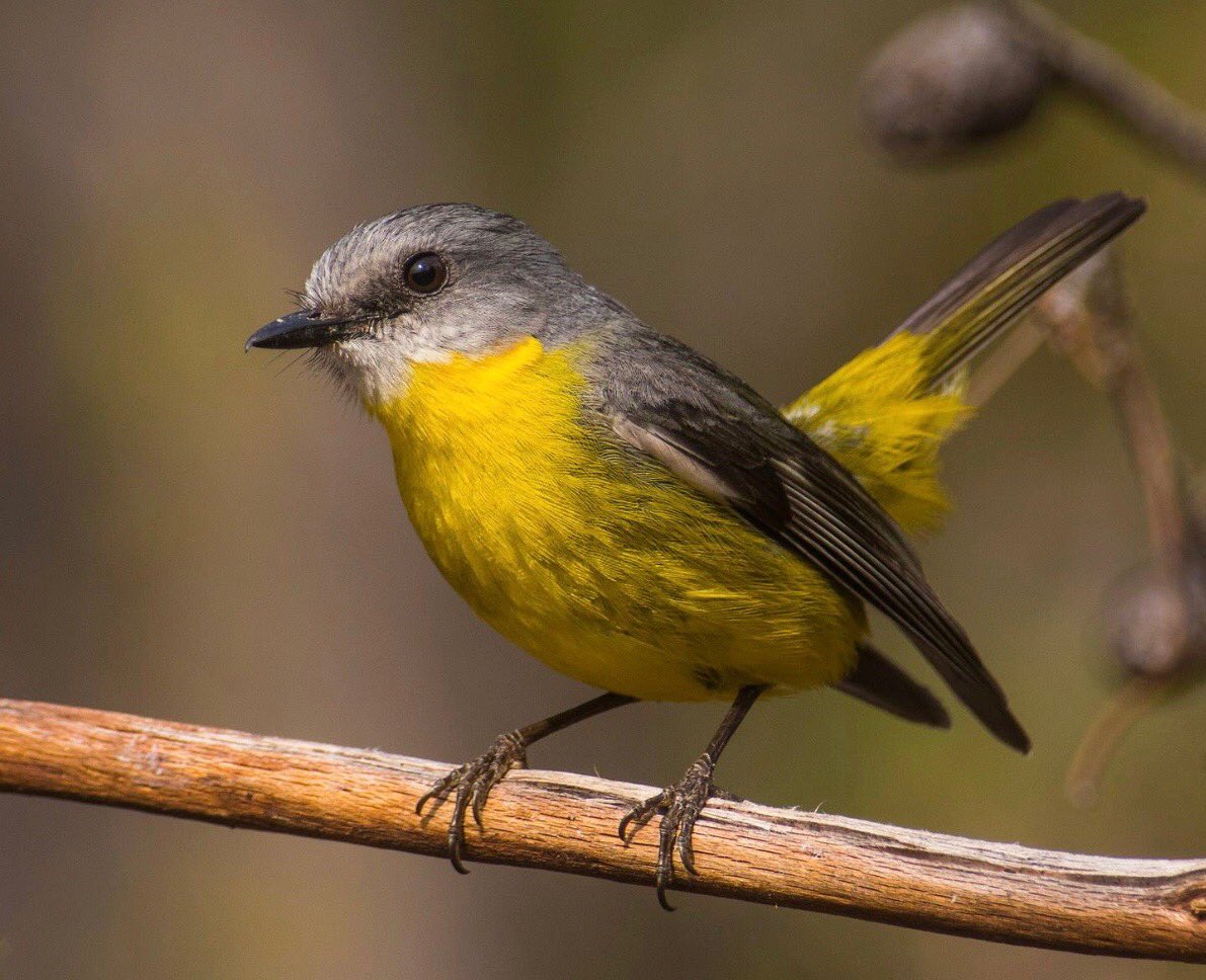 Neildigiscoping's tweet photo. My local favourite #eastern_yellow_robin in #Sydney https://t.co/82gZ39fb4Q