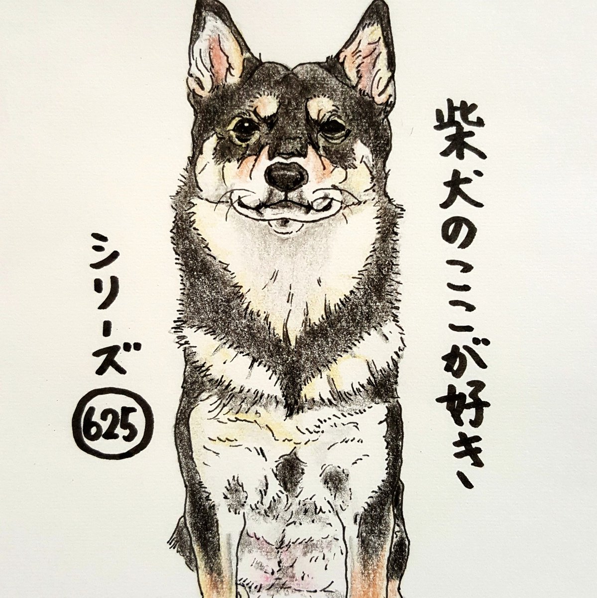 ここ柴 輪郭を間違う時期があるとこ あごのラインはそこでいいですか 柴犬のここが好き ここ柴 柴犬 黒柴 イラスト 色鉛筆