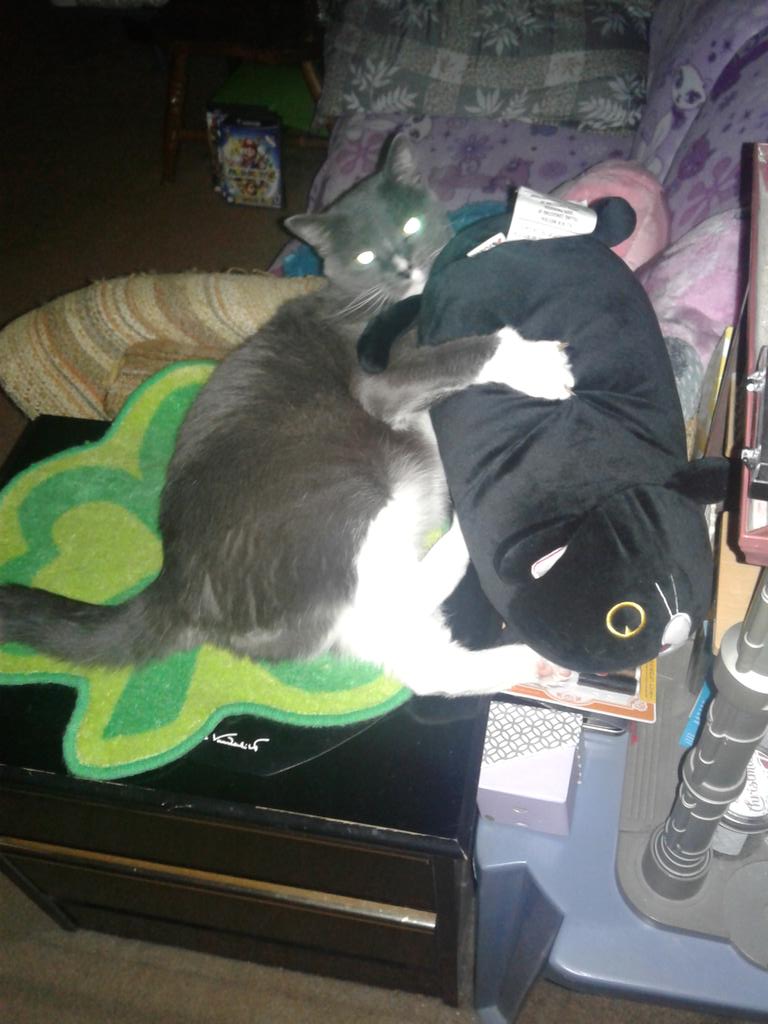 kuddlykirara's tweet photo. #ntiptweets Cheetah loves this his bro sis and mom won't give him no love so he has the stuffed cat instead https://t.co/FCdNF7AqRt