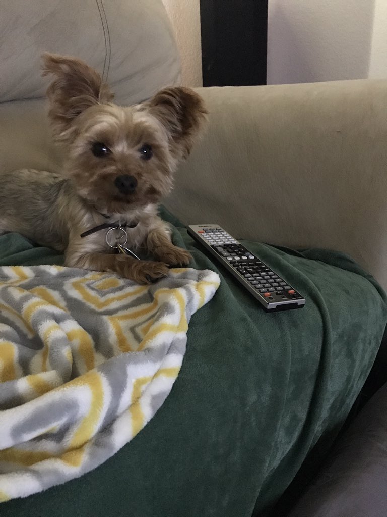 landrymcclendon's tweet photo. @NTIPTweets This is Mac! He was adopted from the Arlington Pound and he's my love! https://t.co/cbHAngnafj