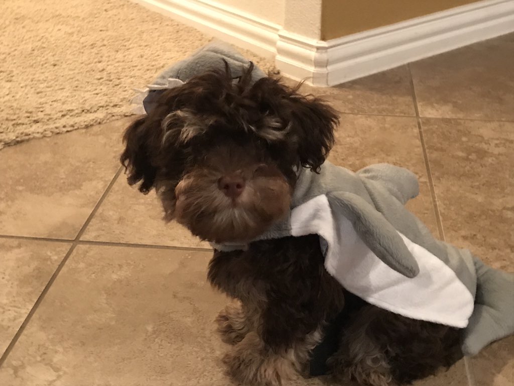 landrymcclendon's tweet photo. @NTIPTweets Maybe. My dog has lots of outfits. We even babysat my cousins dog and he got a taste of the dressed up life! #angryshark #ntiptweets https://t.co/hSOq8CqEWf