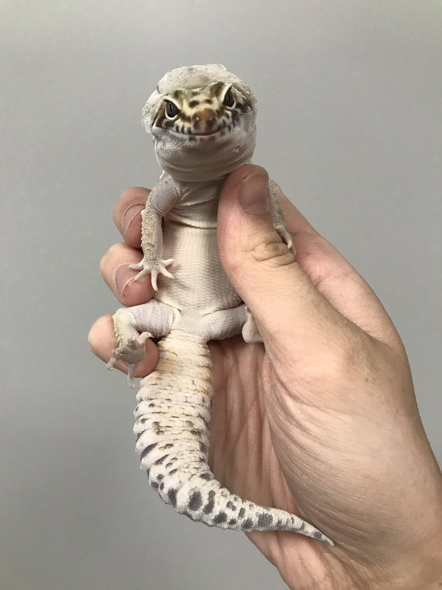 leopard gecko hoodie