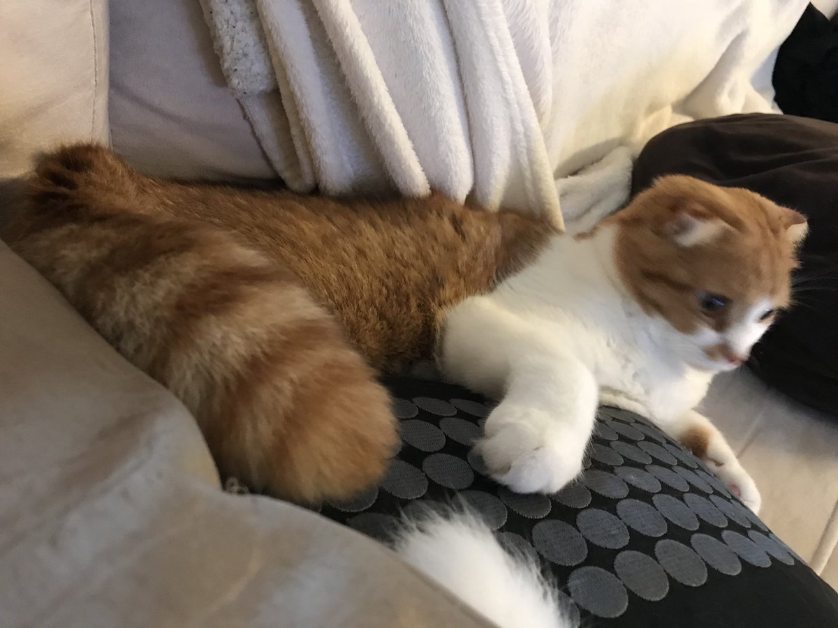 たぬき猫様 Amazon｜りぶはあと 抱き枕 プレミアムねむねむアニマルズ