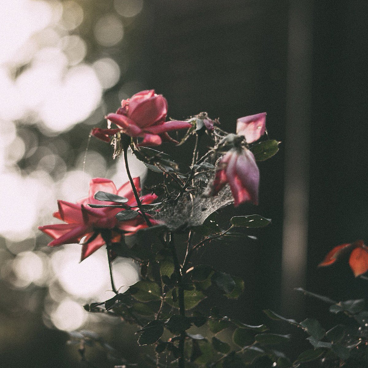 cameraladyJT's tweet photo. 📸 Mother Nature 
#flowers #nature #vsco #rawvisuals https://t.co/6qSfDmJSjH