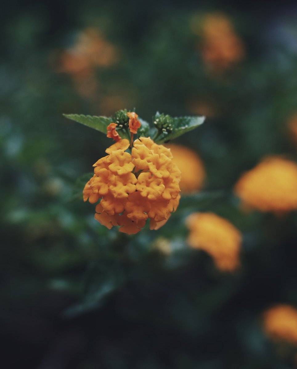 cameraladyJT's tweet photo. 📸 Mother Nature 
#flowers #nature #vsco #rawvisuals https://t.co/6qSfDmJSjH