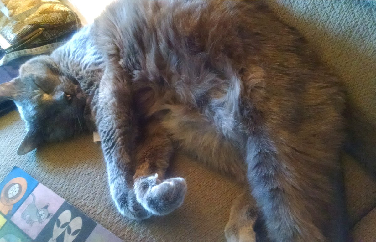 CrashOutKitty's tweet photo. MMMM, definitely time for a nap! #CrashOutKitty #sleepy #naptime #CatsOfTwitter https://t.co/laFZmiUBAt