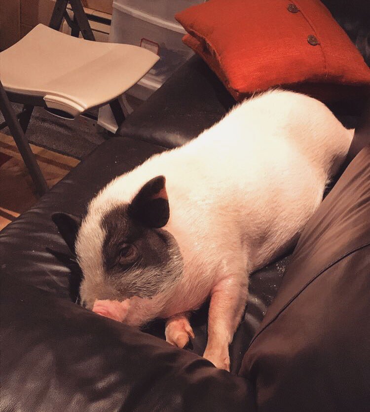 SoulSearchRec's tweet image. Hamlet wants you to come in &amp;amp; sign up for lessons! And give him a pet on your way out 🐽🐷 #followforfollow #musiclessons