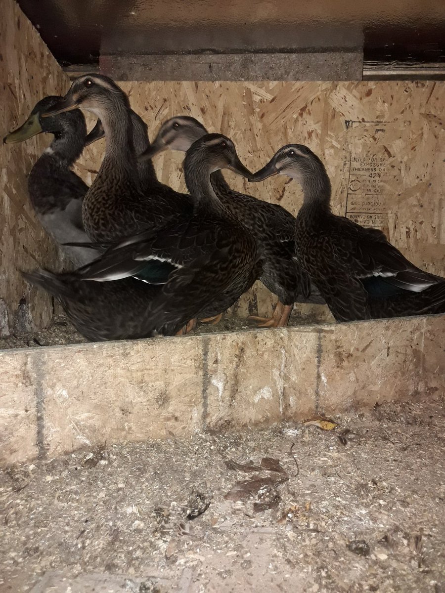 tenwattandrew's tweet photo. Goodnight, #GrumpyDucks. https://t.co/EKUnyc3C0t