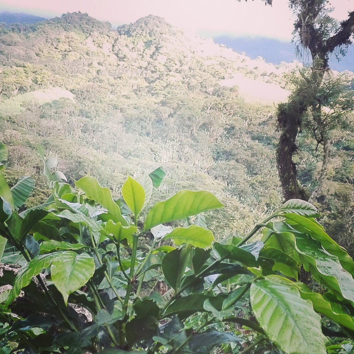 Mi vida, mi pasión 🌿☕