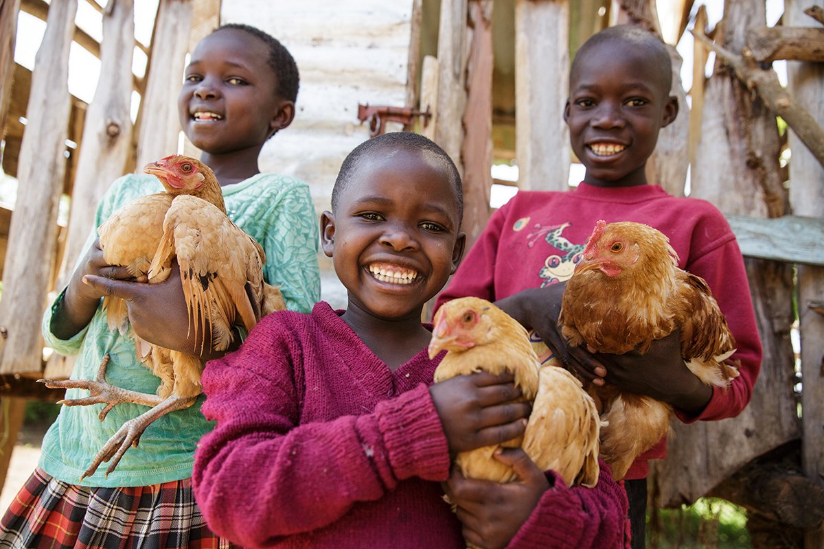 We often say that chickens change lives for the farmers who struggle daily for sources of food and income— But how? ow.ly/c5gn50eq7at