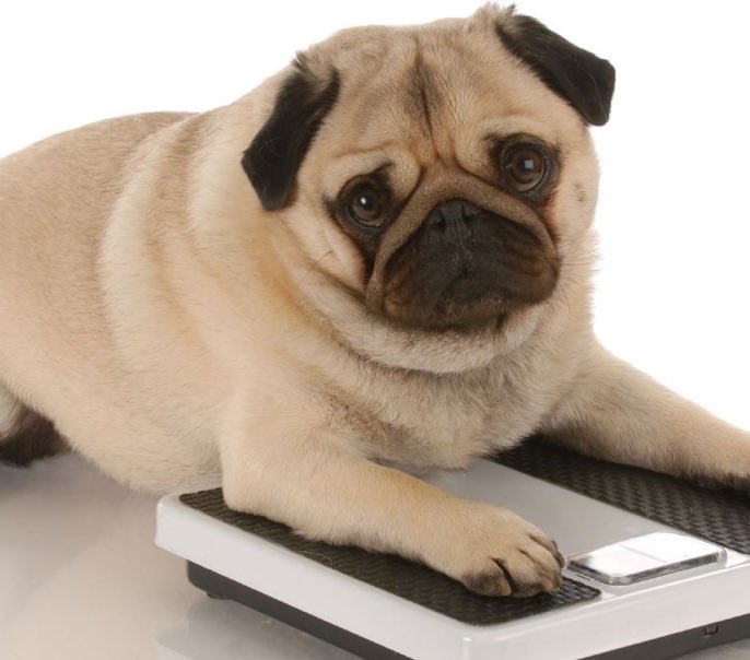 LittleGreenDog1's tweet photo. Obesity can lead to many health concerns. #pethealth #petnutrition https://t.co/gpykhCvtbc Via @petropolist https://t.co/KjTnyum8F0