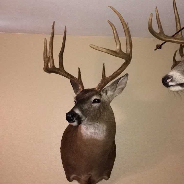 BoggyBowhunters's tweet photo. BCB Member @Aaron_Ray_Chalk just got last years stud back from the taxidermy and hung on the wall! https://t.co/HDrfTEREcr