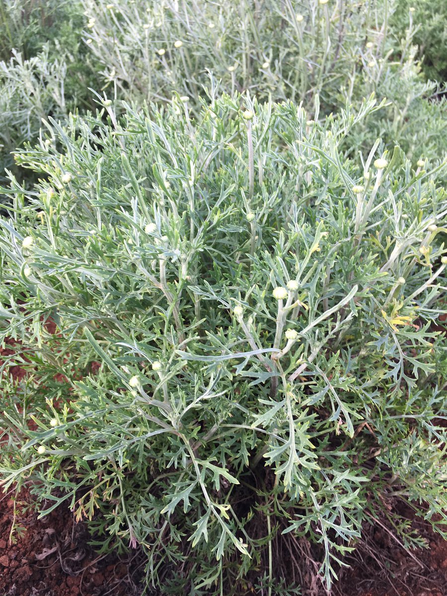 Sam Holmes tweet media