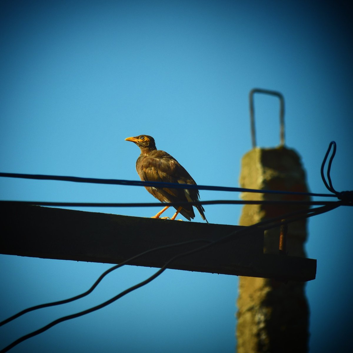 im__himangshu's tweet photo. #Himangshuphotography 
#alonebird #morningpic #sunrise #commonmyna https://t.co/JaMKEagXhF