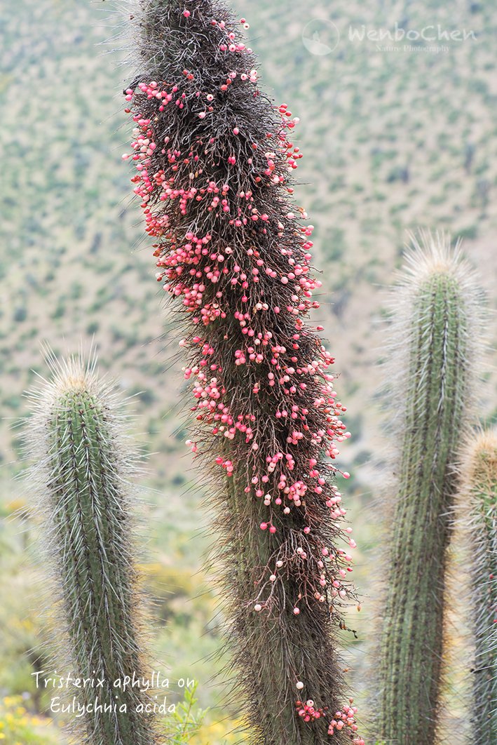 Wenbo77's tweet photo. Only in central Chile, mistletoes grow on cacti! Tristerix aphylla on Eulychnia acida. Illapel Chile, 29 Sep 2017. #mistletoe #cactus https://t.co/dOhoTHEAVZ