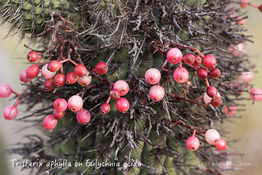 Only in central Chile, mistletoes grow on cacti! Tristerix aphylla on Eulychnia acida. Illapel Chile, 29 Sep 2017. #mistletoe #cactus